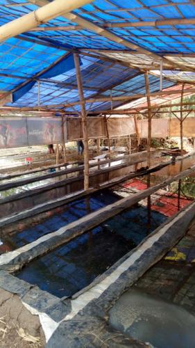 Peternakan Cacing Sutra (1)