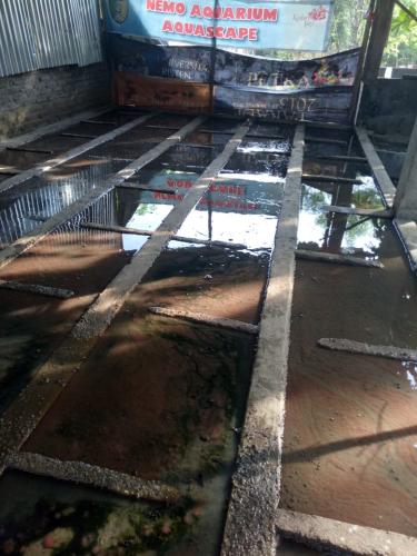 Peternakan Cacing Sutra (2)