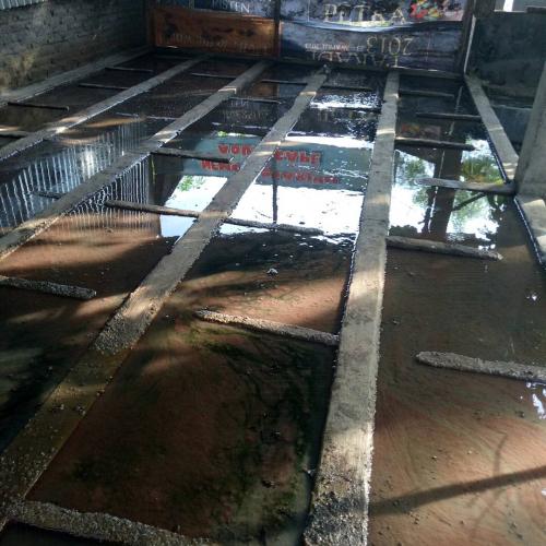 Peternakan Cacing Sutra (3)