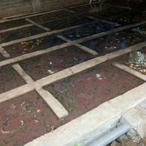 Peternakan Cacing Sutra (4)