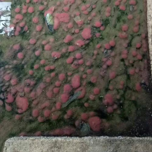 Peternakan Cacing Sutra (5)